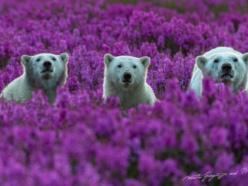 Suffusing the catacomb