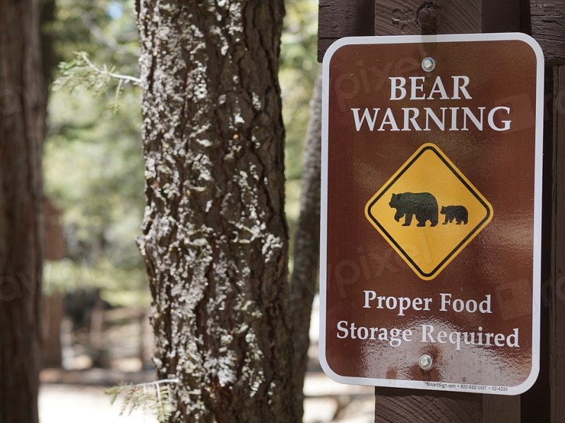 Narcolepsy for Bears