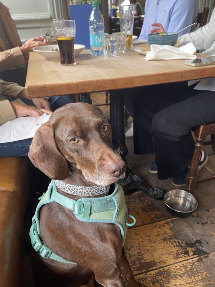 Pub Dog